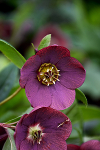 HELLEBORUS HGC NIGHTINGALE