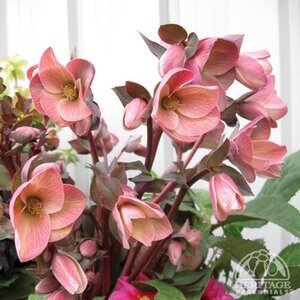 HELLEBORUS HGC PINK FROST 1G