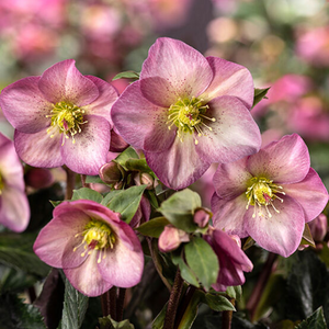 HELLEBORUS ICE N' ROSES PINK PROMISE 1GAL