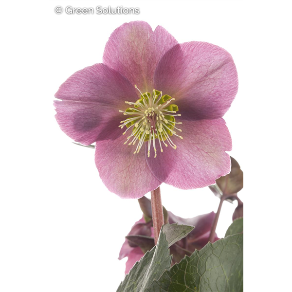 HELLEBORUS ICE N ROSES ROSE 1G