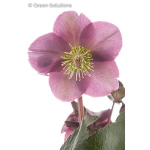 HELLEBORUS ICE N ROSES ROSE 1G