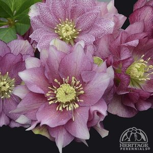Helleborus Maid of Honour 1GAL