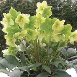 Helleborus Snow Love 1GAL