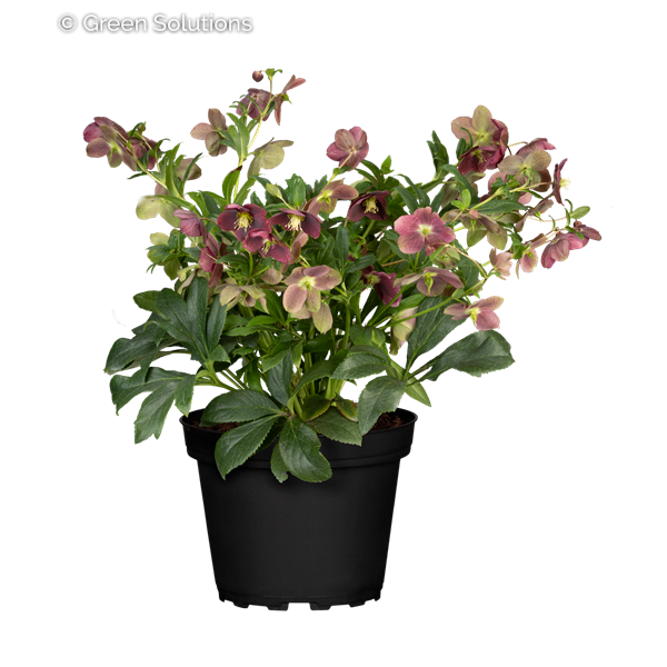 HELLEBORUS TROPICAL SUNSET 1G