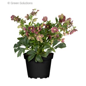 HELLEBORUS TROPICAL SUNSET 1G