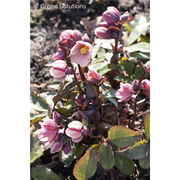 HELLEBORUS X ERIC FROSTY  1GAL