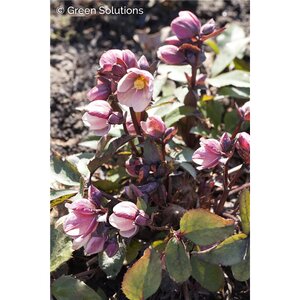 HELLEBORUS X ERIC FROSTY  1GAL