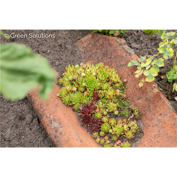 HENS AND CHICKS APPLE TEASER 4IN