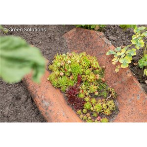 HENS AND CHICKS APPLE TEASER 4IN