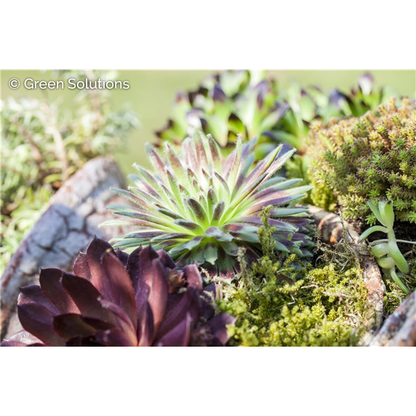 HENS AND CHICKS ASSTORTED 3IN