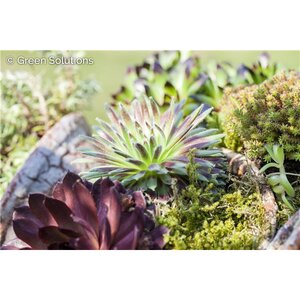 HENS AND CHICKS ASSTORTED 3IN