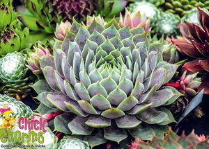 HENS AND CHICKS BERRY BLUES 4 IN