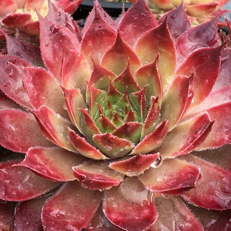 HENS AND CHICKS BUTTERSCOTCH 4IN