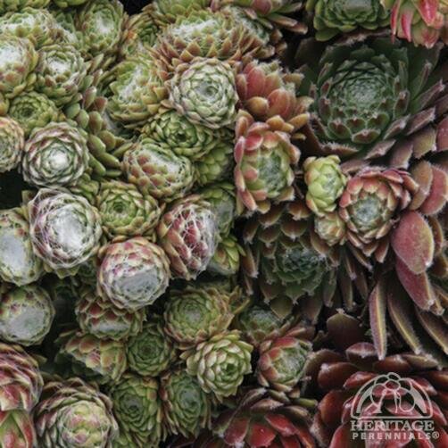 HENS AND CHICKS COBWEB 4IN