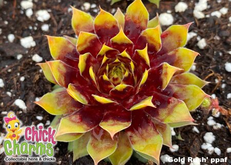 HENS AND CHICKS GOLD RUSH 4IN