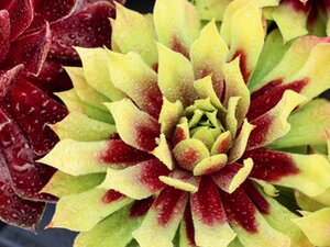 HENS AND CHICKS LEMON WAVES 4IN