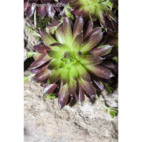 HENS AND CHICKS MINT CHOCOLATE CHIP 4IN