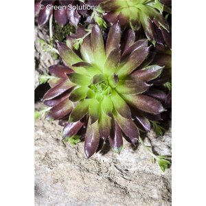 HENS AND CHICKS MINT CHOCOLATE CHIP 4IN
