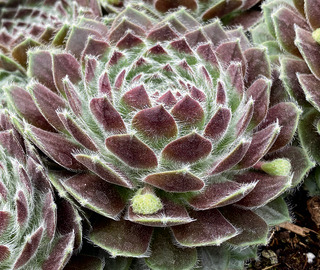HENS AND CHICKS POWDERED PASTRY 4IN