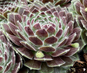 HENS AND CHICKS POWDERED PASTRY 4IN