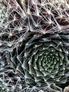 HENS AND CHICKS SPUMANTI 4IN