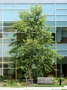 HERITAGE BIRCH 250 CM