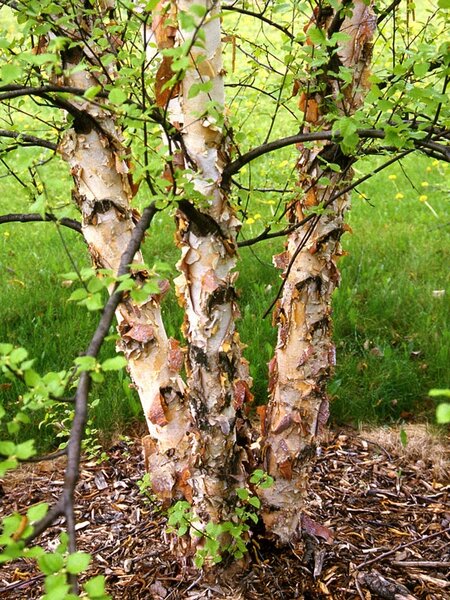 HERITAGE BIRCH CLUMP 125CM