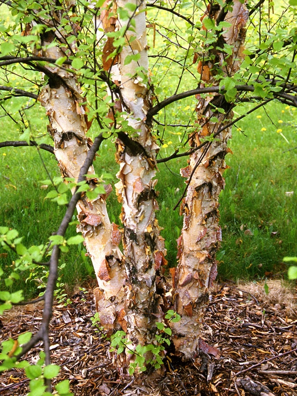 HERITAGE BIRCH CLUMP 50MM - Oxford Insta-Shade