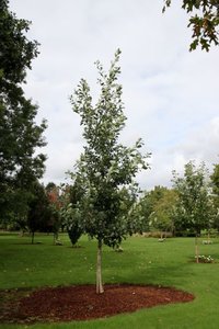 HERITAGE BUR OAK 250CM - image 2