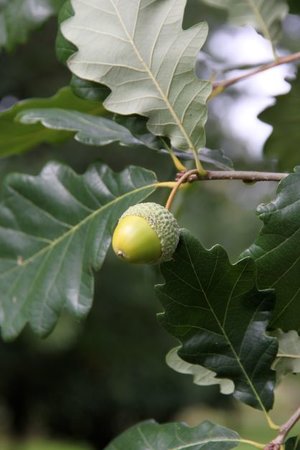 HERITAGE BUR OAK 250CM - image 3