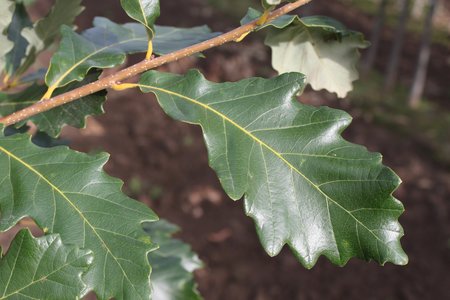 HERITAGE BUR OAK 250CM - image 1