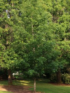 HERITAGE BUR OAK 275CM