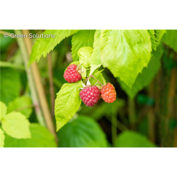 HERITAGE RASPBERRY SWEET EVERBEARNG 2G