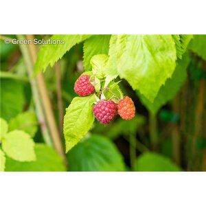HERITAGE RASPBERRY SWEET EVERBEARNG 2G
