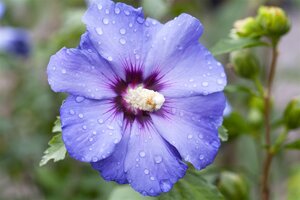 HIBISCUS BLUE BIRD 30 CM - image 5