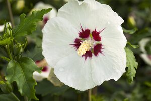 HIBISCUS RED HEART 40 CM - image 5