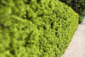 HICKS YEW 100 CM - image 2