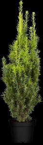 HICKS YEW 100 CM - image 5