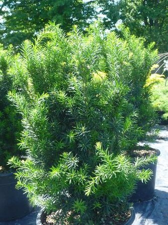 HICKS YEW 50 CM - image 1