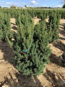 HICKS YEW 70CM BB