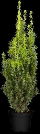HICKS YEW 80 CM - image 1