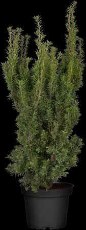 HICKS YEW 80 CM - image 4