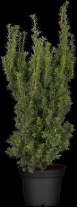 HICKS YEW 80 CM - image 4