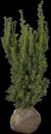 HICKS YEW 80 CM - image 5