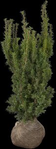 HICKS YEW 80 CM - image 5
