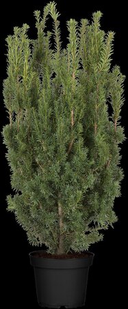 HICKS YEW 80 CM - image 3