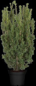 HICKS YEW 80 CM - image 3