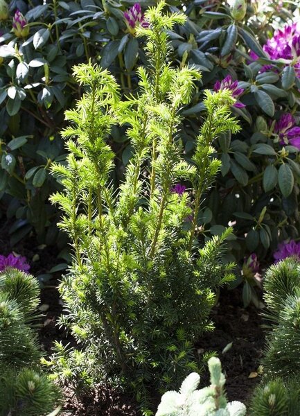 HILL'S YEW 1G (Buy 20+, Save 20%)