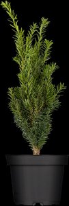HILL'S YEW 3G - image 5