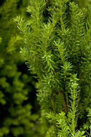 HILLS YEW 40 CM - image 2